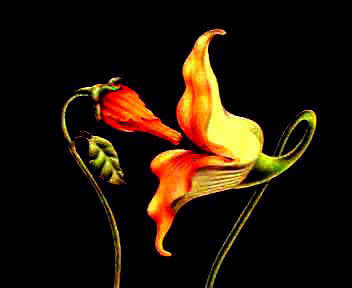 floril�ge
